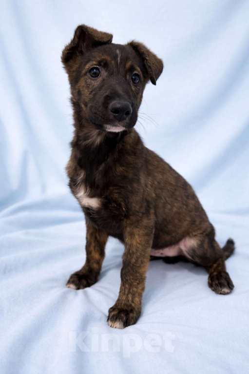 Собаки в Москве: Тиграш щенок мальчик в поисках дома Мальчик, Бесплатно - фото 5