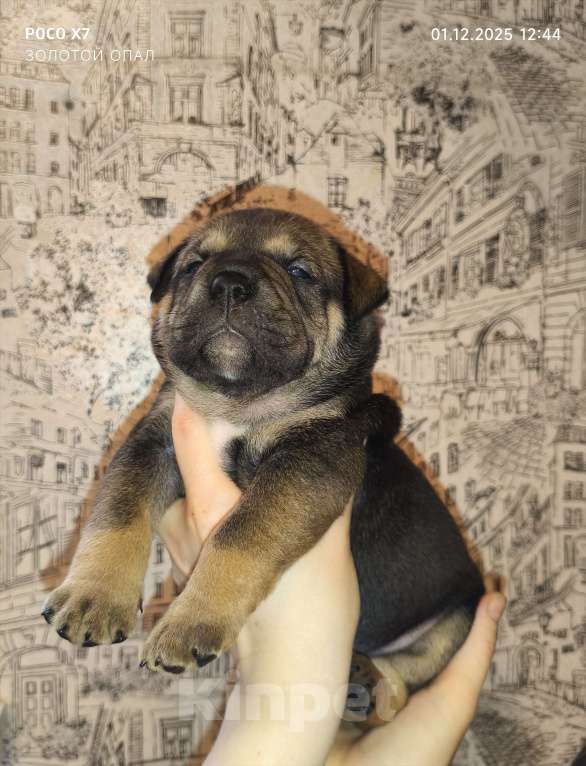 Собаки в Санкт-Петербурге: Кадебо щенки Мальчик, 70 000 руб. - фото 2