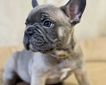Собаки в Новороссийске: Прекрасный щенок французского бульдога Мальчик, 25 000 руб. - фото 1