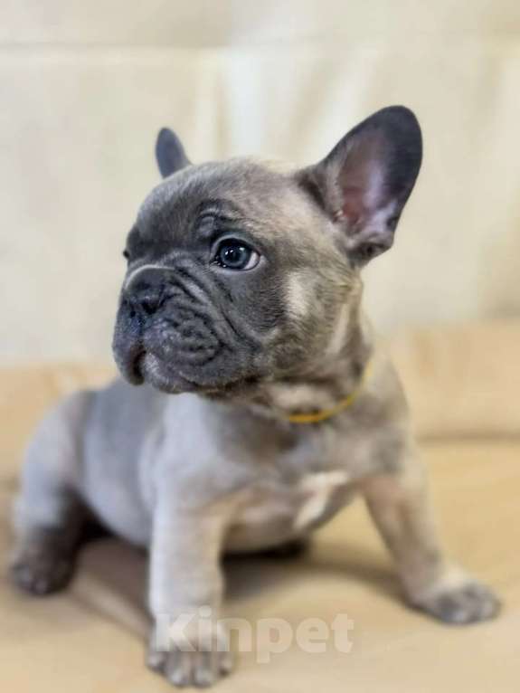 Собаки в Новороссийске: Прекрасный щенок французского бульдога Мальчик, 25 000 руб. - фото 1