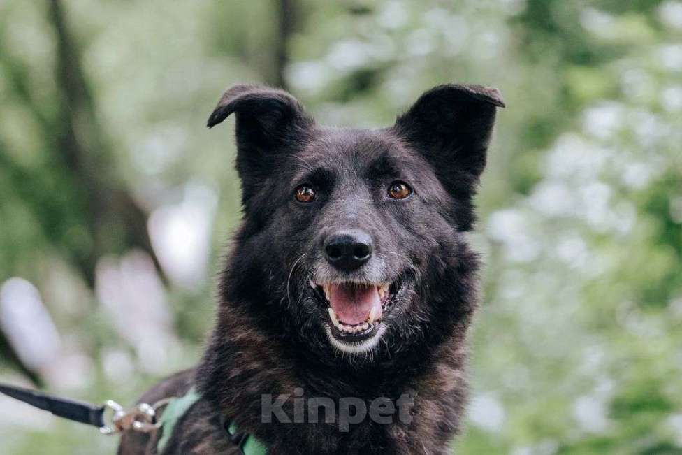 Собаки в Москве: Мик Мальчик, Бесплатно - фото 4