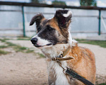 Собаки в Клине: Осторожная Айра Девочка, Бесплатно - фото 3