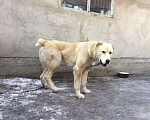 Собаки в Бийске: Алабай (на вязку), 101 руб. - фото 2