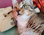Кошки в Тамбове: Котенок девочка Девочка, Бесплатно - фото 2