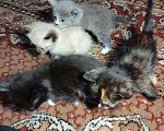 Кошки в Усинске: Котята, 10 руб. - фото 1