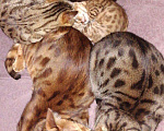 Кошки в Называевске: Бенгальские подарочки. 3 месяца., 15 000 руб. - фото 7