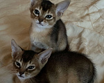 Кошки в Тамбове: Абиссинские котята Мальчик, 15 руб. - фото 8