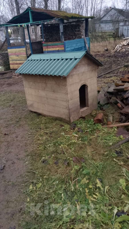 Собаки в других городах Смоленской области: Лайка в добрые руки  Мальчик, Бесплатно - фото 2