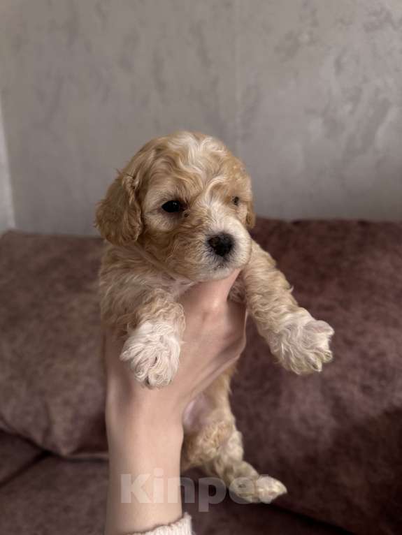 Собаки в Ростове-на-Дону: Щенки  Мальчик, 55 000 руб. - фото 2