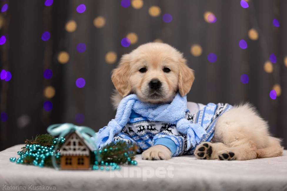 Собаки в Москве: Щенок золотистого ретривера Мальчик, Бесплатно - фото 3