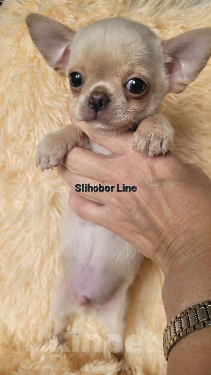 Собаки в Москве: Чихуахуа щенок мальчик 🧡🔥 Мальчик, Бесплатно - фото 5