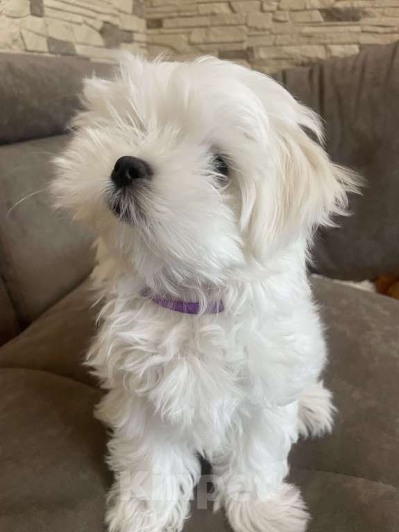 Собаки в Сочи: Очаровательная девочка мальтезе  Девочка, 150 000 руб. - фото 8