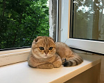 Кошки в Челябинске: шотландский вислоухий мальчик Мальчик, 15 000 руб. - фото 1