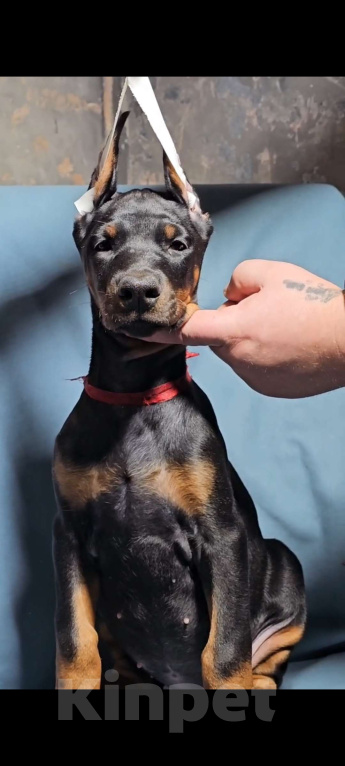 Собаки в Москве: Щенки добермана Девочка, Бесплатно - фото 5