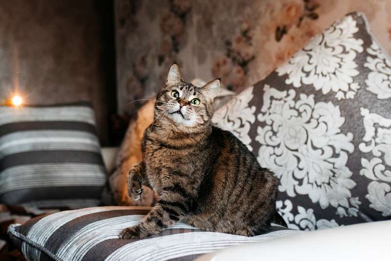 Кошки в Москве: Ручная ласковая кошка Музыка с кисточками на ушах в добрые руки Девочка, 1 руб. - фото 10