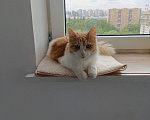 Кошки в Москве: Кошка с ВЛК на доживание Девочка, Бесплатно - фото 1