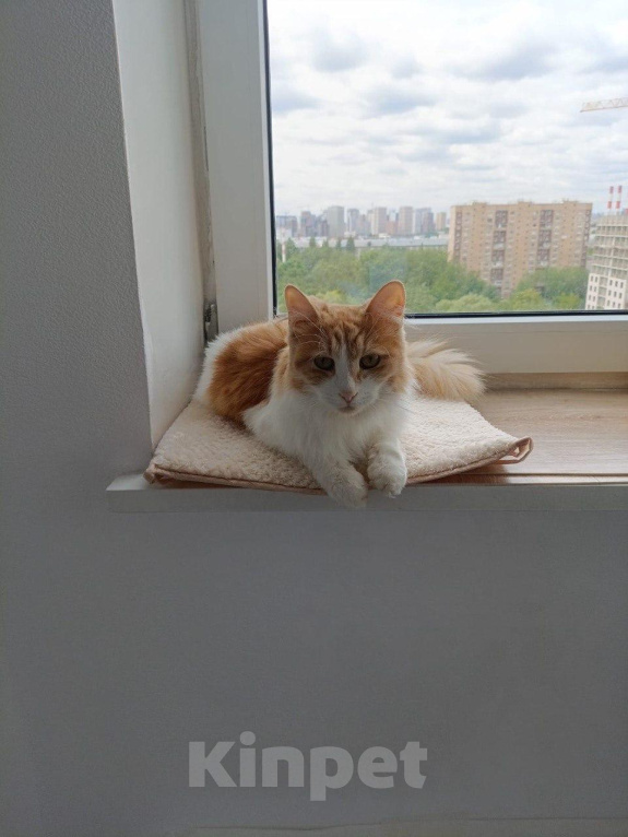 Кошки в Москве: Кошка с ВЛК на доживание Девочка, Бесплатно - фото 1