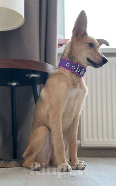 Собаки в Уфе: Щенок Девочка, 300 руб. - фото 1