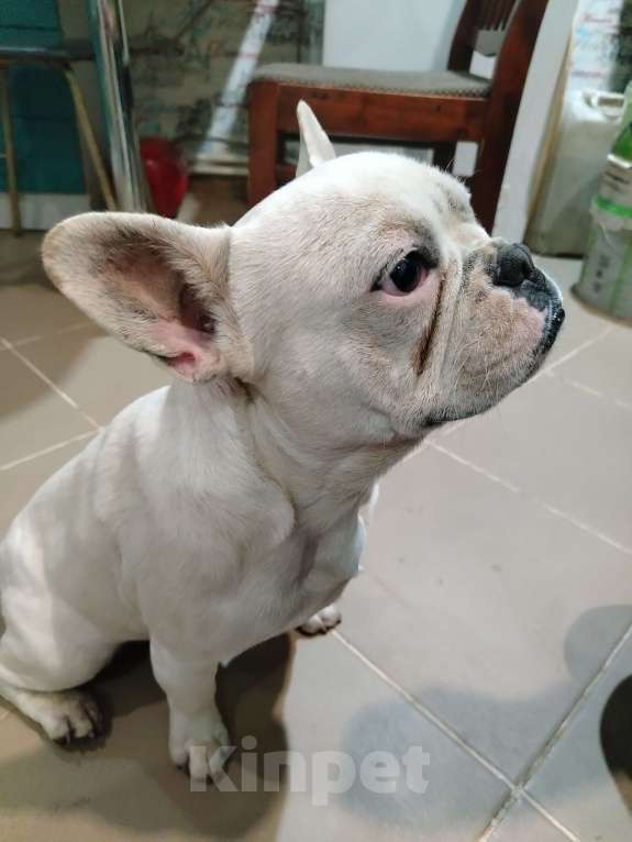 Собаки в других городах Краснодарского края: Французский бульдог  Мальчик, 15 000 руб. - фото 3
