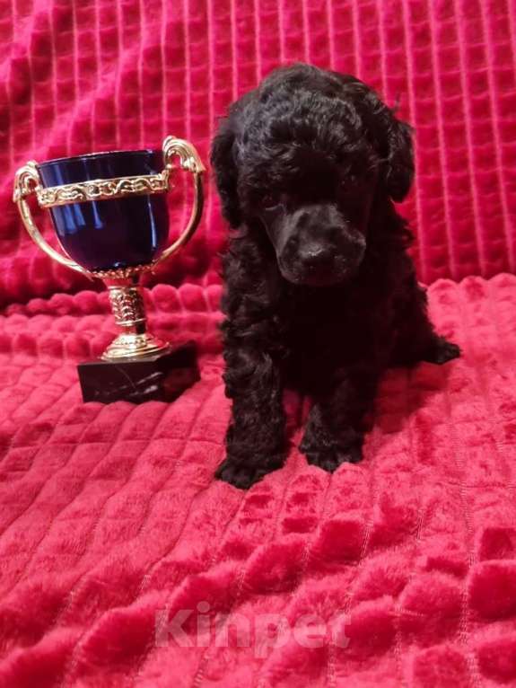 Собаки в Москве: Пудель миниатюрный черный мальчик Мальчик, 100 000 руб. - фото 6
