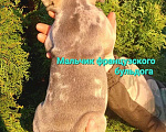 Собаки в Санкт-Петербурге: Щенки французского бульдога Мальчик, 35 000 руб. - фото 7
