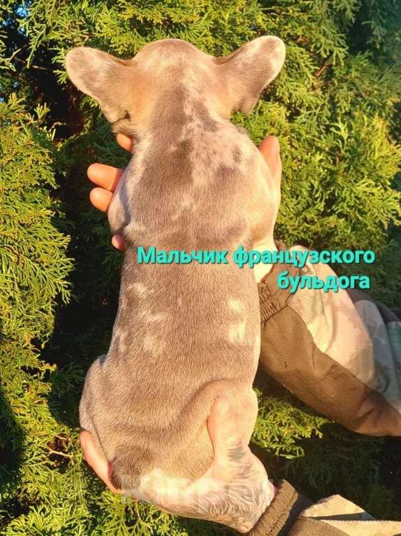 Собаки в Санкт-Петербурге: Щенки французского бульдога Мальчик, 35 000 руб. - фото 7