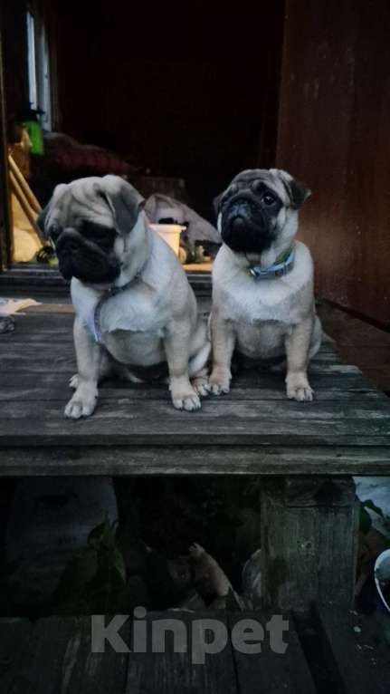 Собаки в Ярославле: Щенок мопса Девочка, 55 000 руб. - фото 4