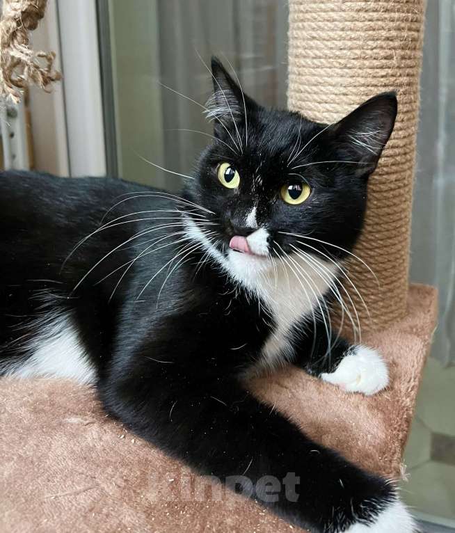 Кошки в Москве: В дар кошечка Манроша - нежность и ласка Девочка, Бесплатно - фото 8