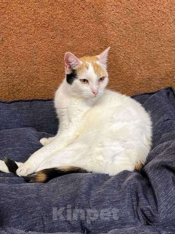 Кошки в Москве: Ласковая и нежная кошечка Снежинка ищет дом Девочка, Бесплатно - фото 7