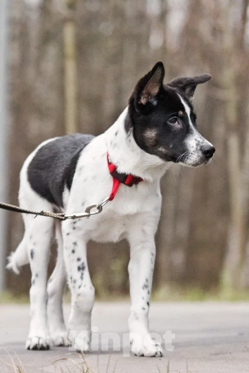 Собаки в Москве: Спайк якутенок Мальчик, Бесплатно - фото 4