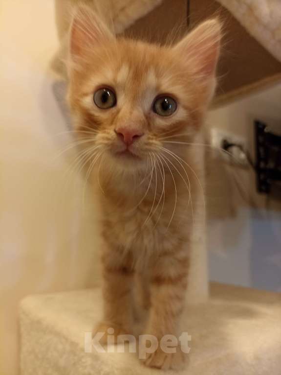 Кошки в Воронеже: Рыжие котята Мальчик, Бесплатно - фото 3