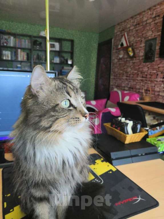 Кошки в Петропавловске-Камчатском: Кот нуждается в надежных руках. Мальчик, Бесплатно - фото 4