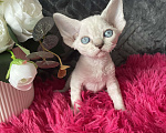 Кошки в Москве: Котенок Девон рекс мальчик с голубыми глазами Мальчик, 60 000 руб. - фото 1