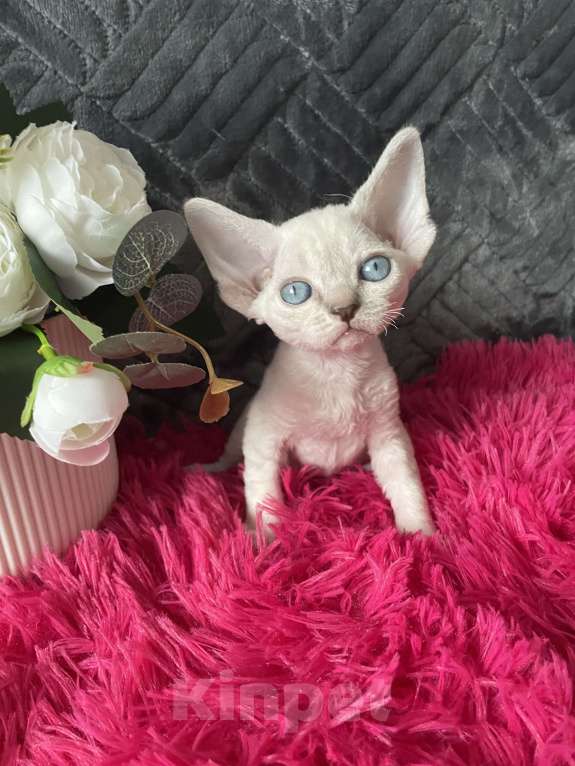 Кошки в Москве: Котенок Девон рекс мальчик с голубыми глазами Мальчик, 60 000 руб. - фото 1