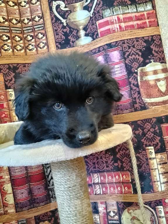 Собаки в других городах Рязанской области: В добрые руки Девочка, Бесплатно - фото 1