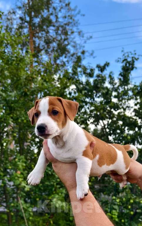 Собаки в Москве: Винни Мальчик, 80 000 руб. - фото 3