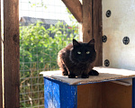 Кошки в Дмитрове: Молодой котик Черныш. Мальчик, Бесплатно - фото 2