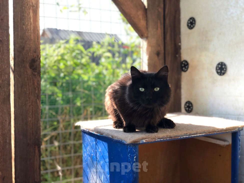 Кошки в Дмитрове: Молодой котик Черныш. Мальчик, Бесплатно - фото 2