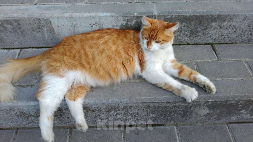 Кошки в Жигулевске: Нужен котик.Предложите котика,фото как пример. Мальчик, Бесплатно - фото 2