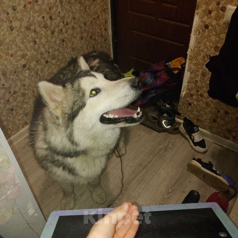 Собаки в Ногинске: Хаски Мальчик, Бесплатно - фото 4