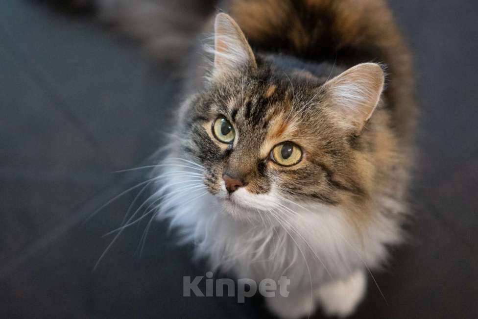 Кошки в Москве: Эви Девочка, Бесплатно - фото 2