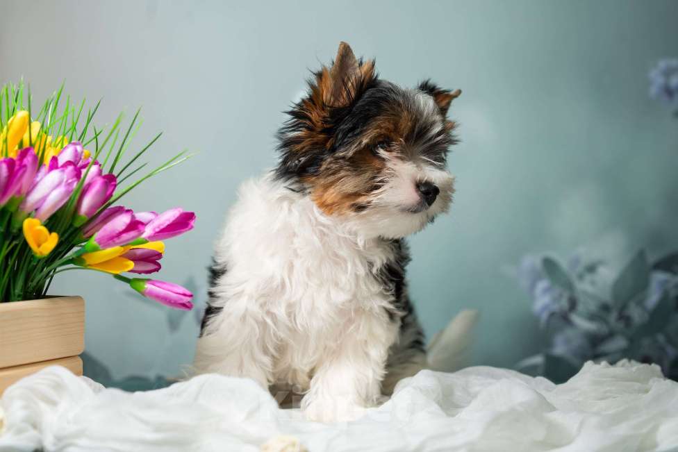 Собаки в Вологде: Таюшка ждёт весну и маму! Очаровательный мальчик бивер терьера (док. РКФ) Мальчик, 85 000 руб. - фото 8