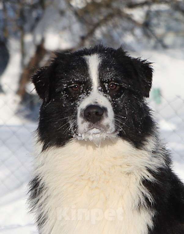 Собаки в других городах Владимирской области: щенок австралийской овчарки Мальчик, 60 000 руб. - фото 1