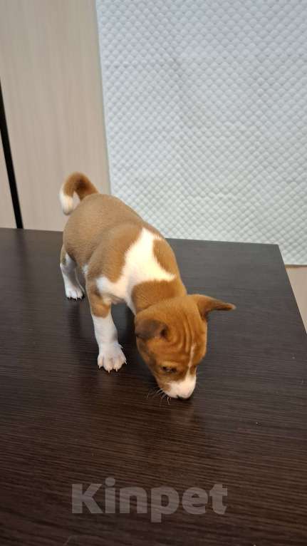 Собаки в Краснокамске: Продажа щенков. Мальчик, Бесплатно - фото 4