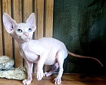 Кошки в Москве: Канадский сфинкс Девочка, 25 000 руб. - фото 2