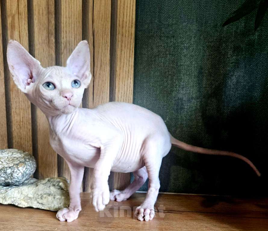 Кошки в Москве: Канадский сфинкс Девочка, 25 000 руб. - фото 2