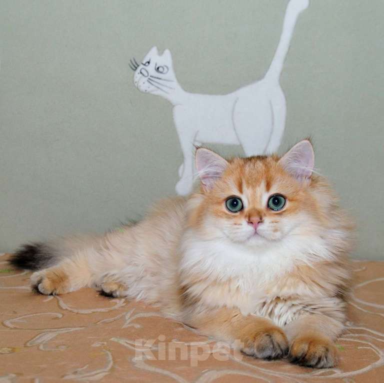 Кошки в Рыбинске: Британский золотой зеленоглазый мальчик 3 мес Мальчик, 25 000 руб. - фото 2