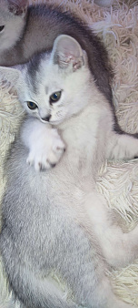 Серебристая шиншилла скоттиш-страйт мальчик