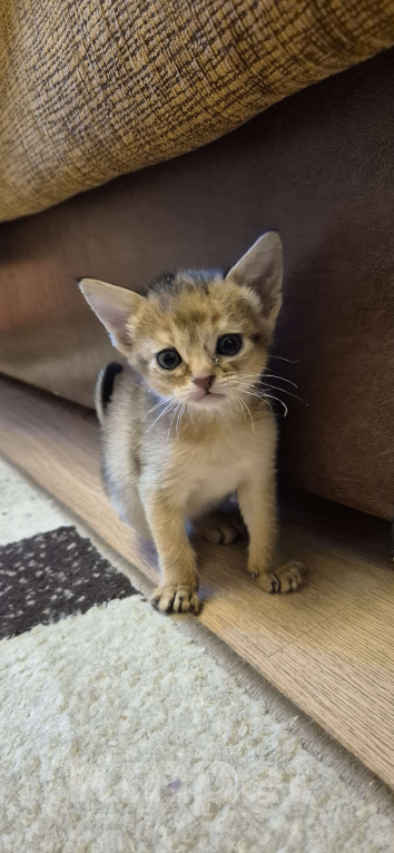 Кошки в Москве: 3 девочки дикий окрасс Девочка, Бесплатно - фото 3