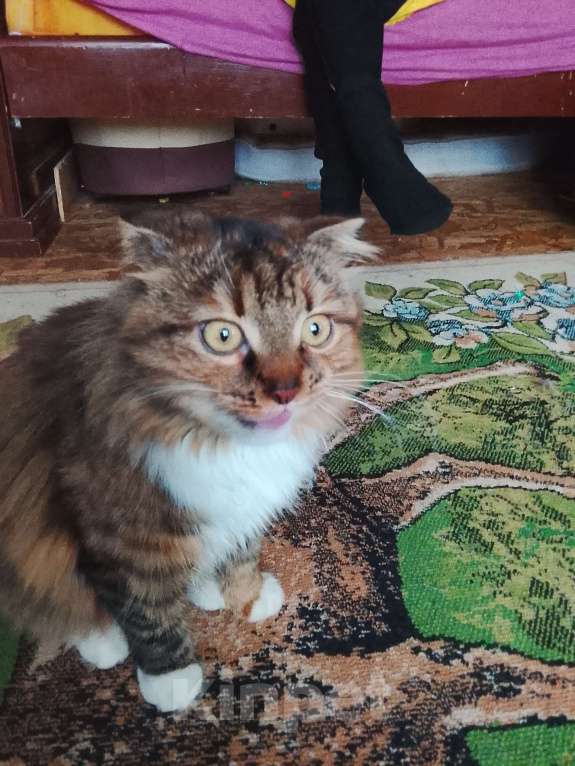 Кошки в Пустошке: Продам щотландсную кошку за 25000 тыщ Девочка, 25 000 руб. - фото 1